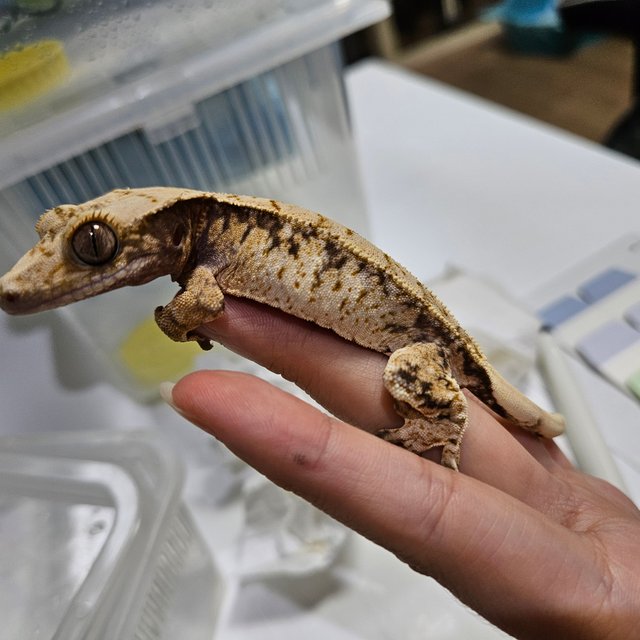 노멀 트라이 화이트스팟