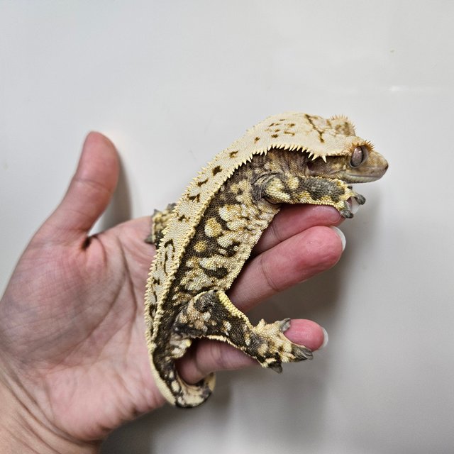 노멀 풀핀 화이트스팟 트라이