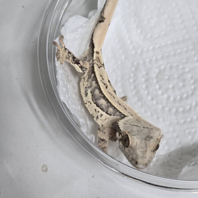 노멀 풀핀 쿼드 화이트스팟