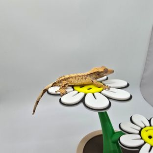 트라이