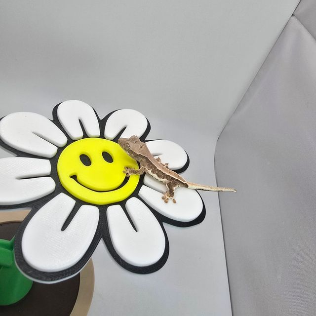 릴리화이트