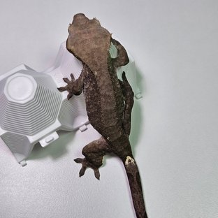 아잔틱