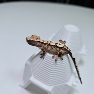 세이블