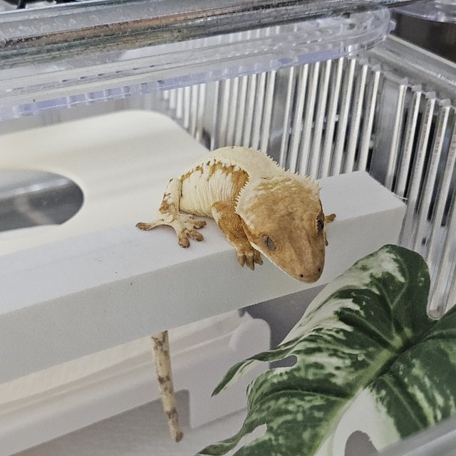 크림시클 세이블