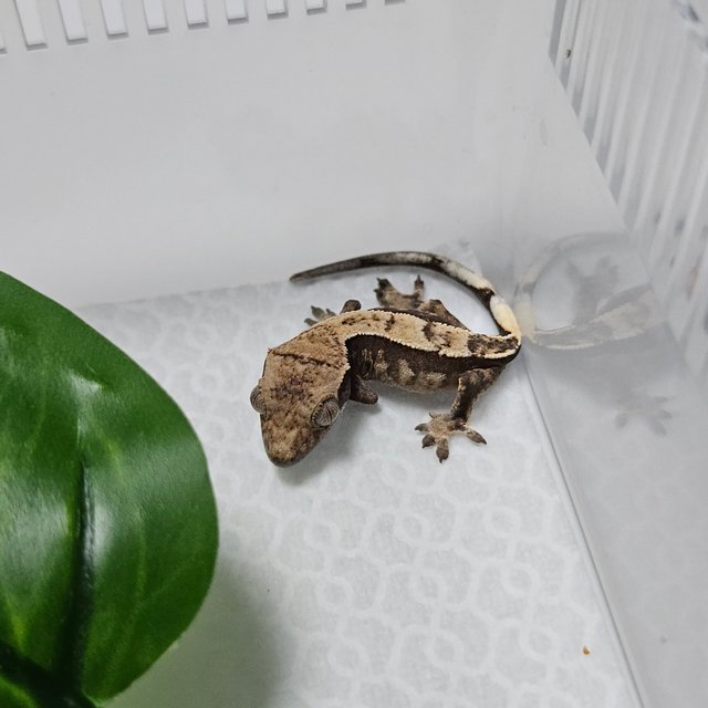 100%헷아잔틱 세이블