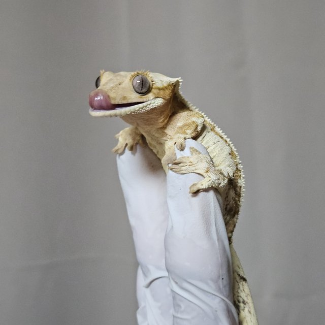 크림시클 세이블