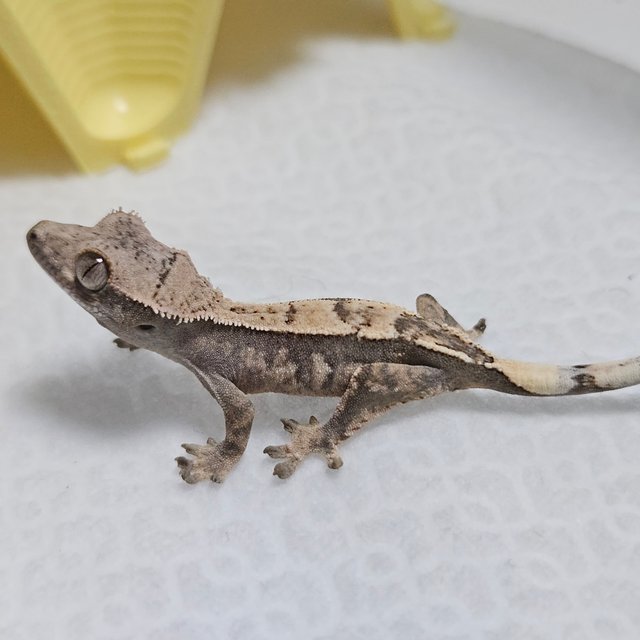 100%헷아잔틱 세이블