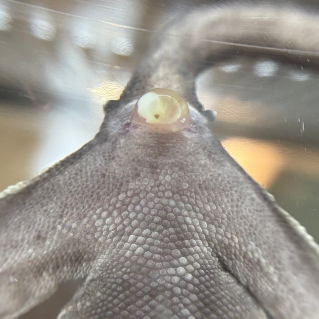 릴잔틱