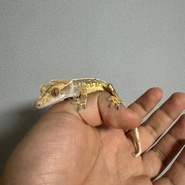 노멀 트라이 익스트림할리퀸