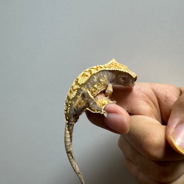 노멀 트라이 익스트림할리퀸