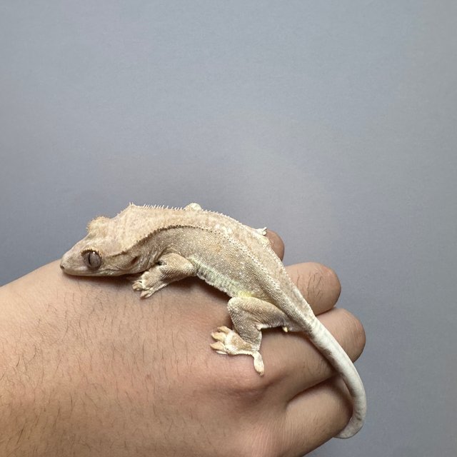 팬텀 릴리화이트