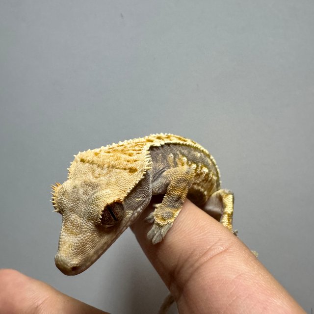 노멀 트라이 익스트림할리퀸