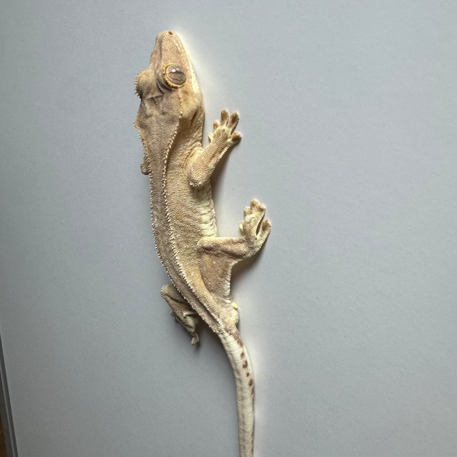 팬텀 릴리화이트