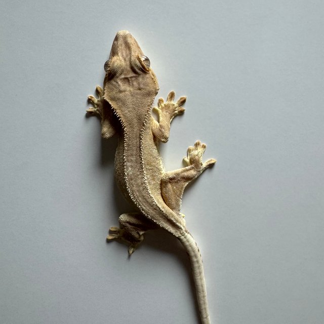 팬텀 릴리화이트