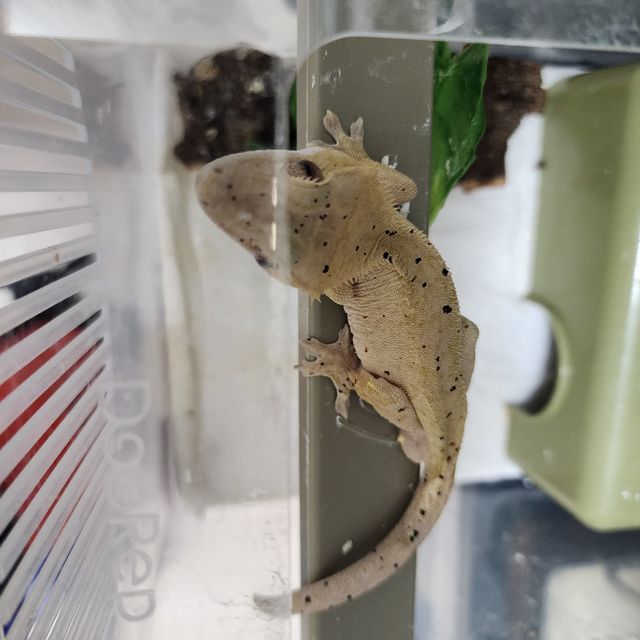 달마시안 레드