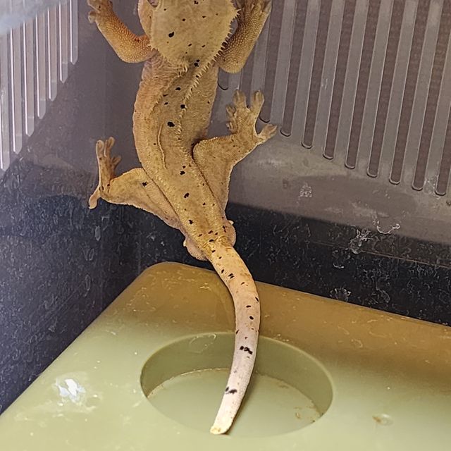달마시안 레드