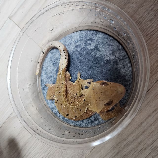 달마시안 레드