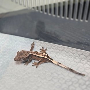 세이블