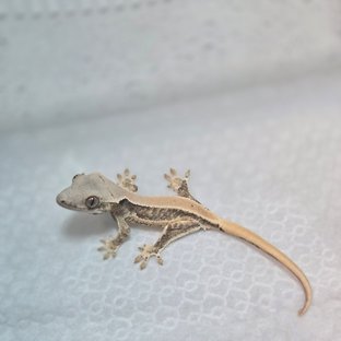 솔리드백 릴리화이트