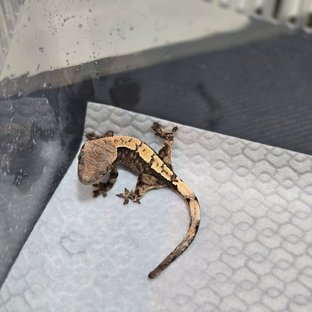 세이블