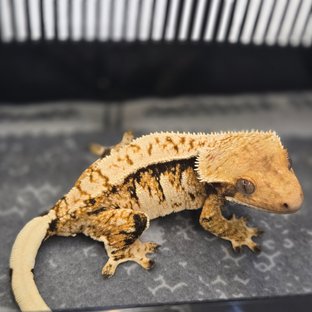 트라이 익스트림할리퀸