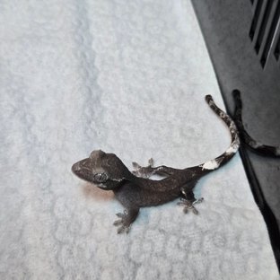 카푸치노 아잔틱