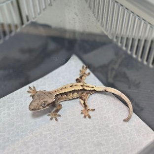세이블