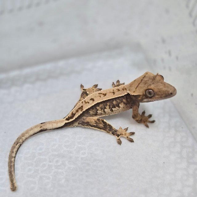 풀핀 트라이 익스트림할리퀸