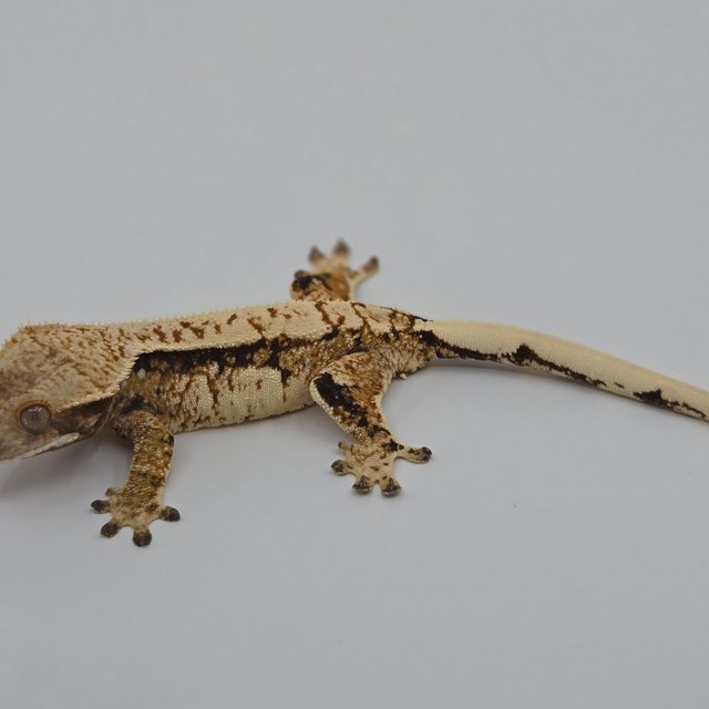 트라이 익스트림할리퀸