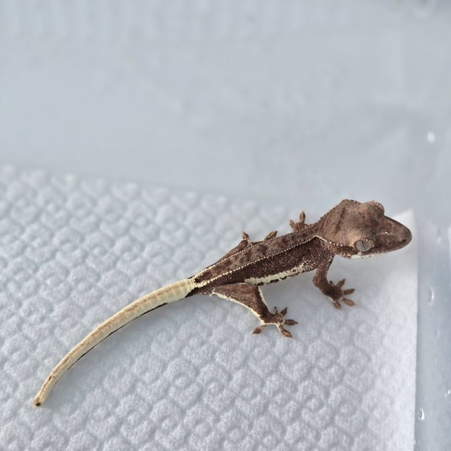 팬텀 프라푸치노 100%헷아잔틱