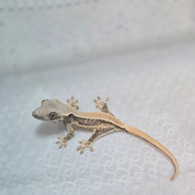 솔리드백 릴리화이트