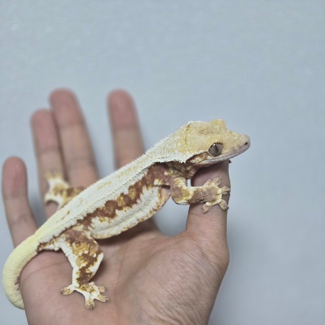 레드 릴리화이트