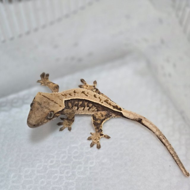 풀핀 트라이 익스트림할리퀸