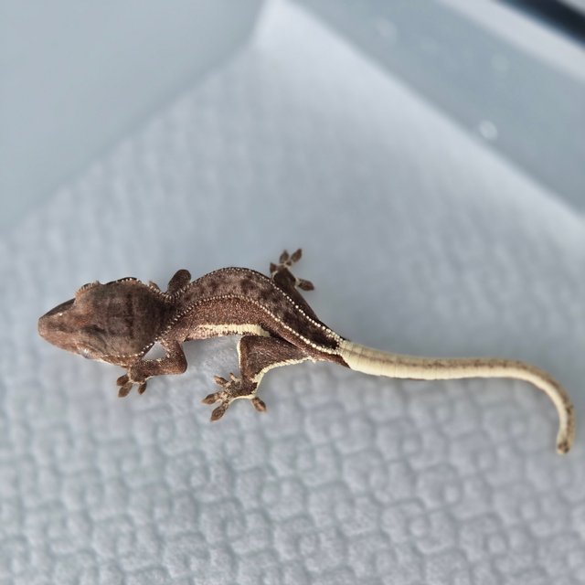 팬텀 프라푸치노 100%헷아잔틱