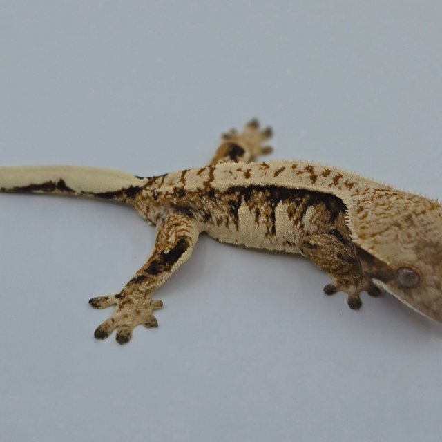 트라이 익스트림할리퀸