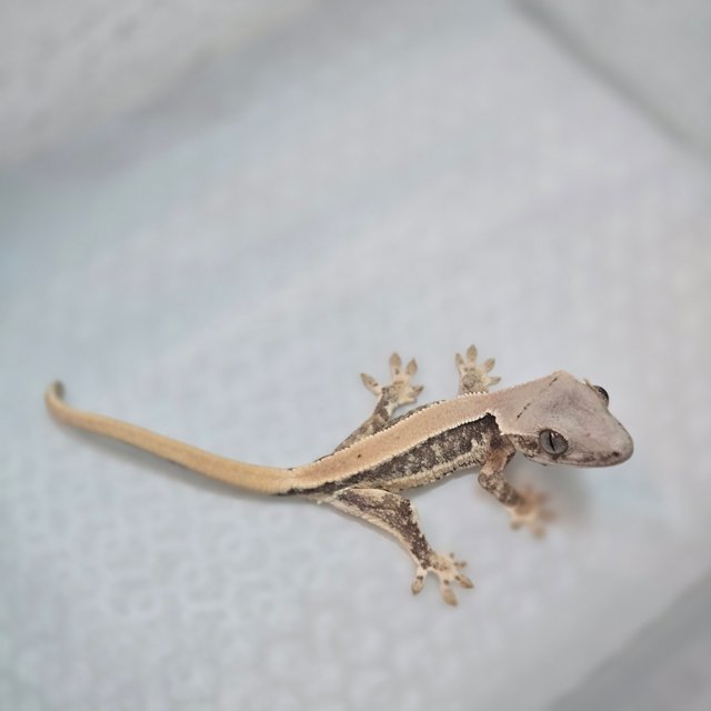 솔리드백 릴리화이트