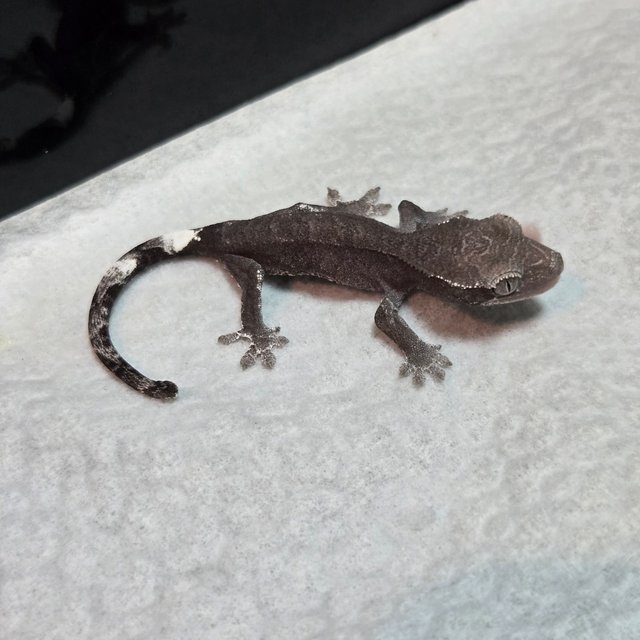 카푸치노 아잔틱