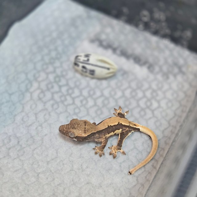 릴리100%헷아잔틱