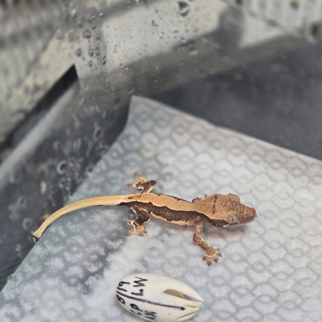 릴리100%헷아잔틱