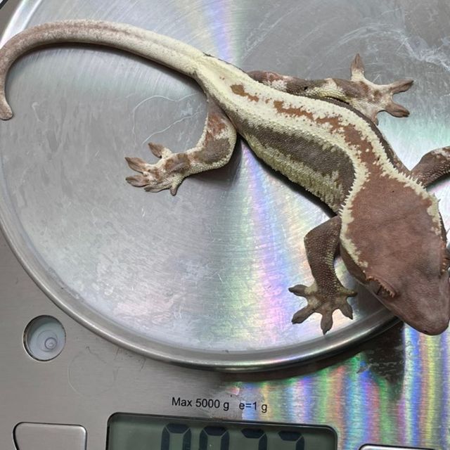 프라푸치노