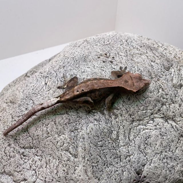 카푸치노