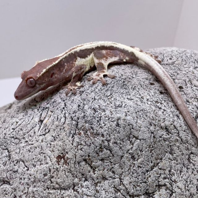 프라푸치노