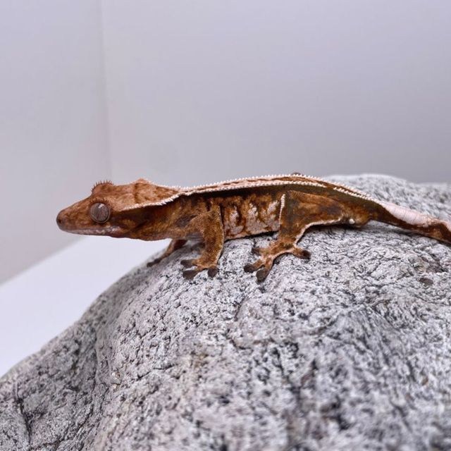 텐저린 트라이