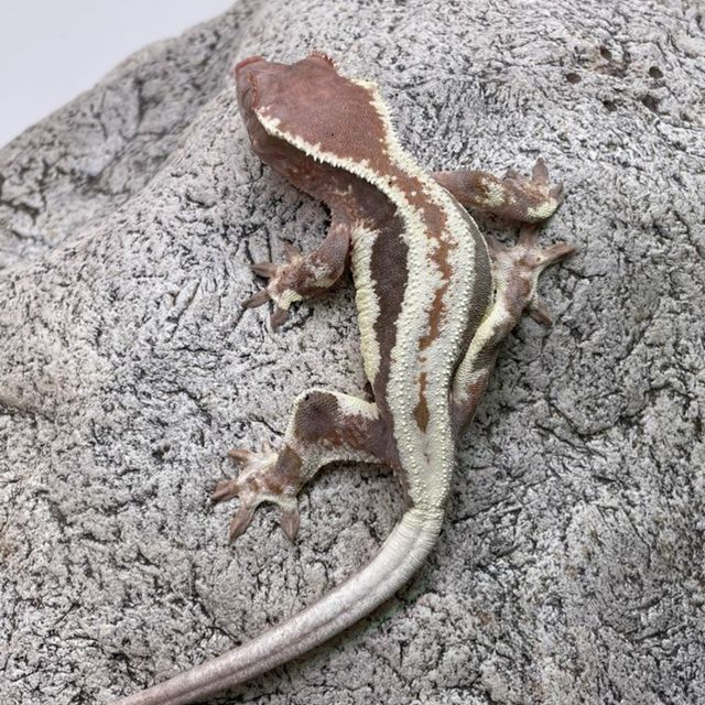 프라푸치노