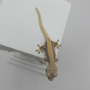 릴리화이트 솔리드백