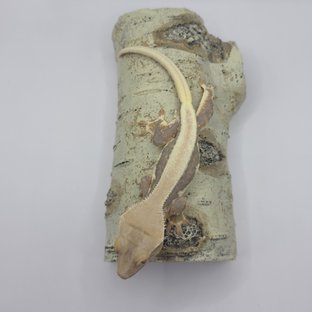 릴리화이트 솔리드백