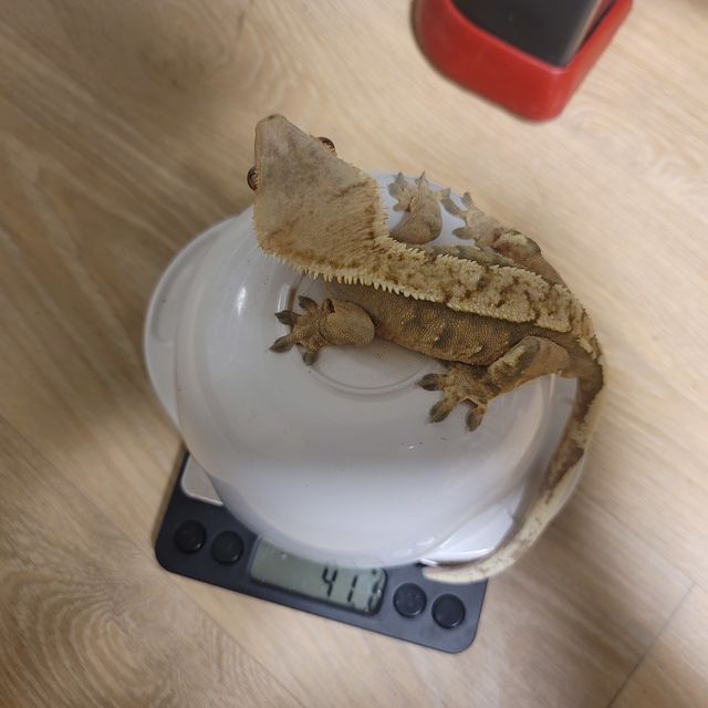 트라이