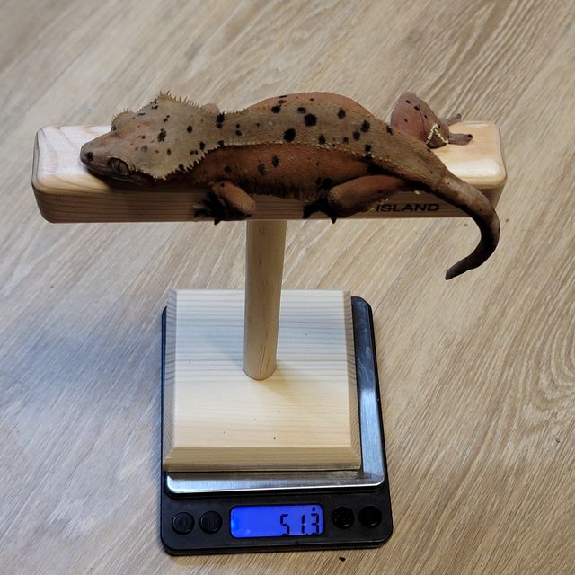 슈퍼달마시안