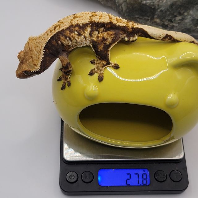 트라이 바브