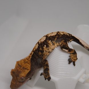 노멀 트라이 익스트림할리퀸